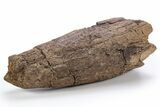 Fossil Dinosaur (Triceratops) Brow Horn - Montana #306622-1